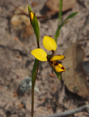 Diuris laxiflora