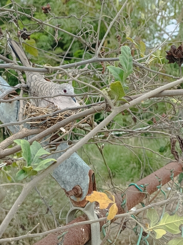 Inca Dove, Alejandro Briones, 89602 Altamira, Tamps., México, photo 8 of 10