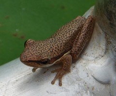 Litoria bicolor