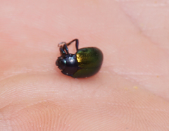 Chrysolina auripennis