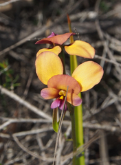 Diuris longifolia