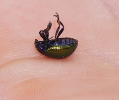 Chrysolina auripennis