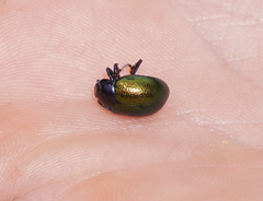 Chrysolina auripennis