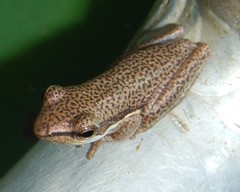 Litoria bicolor