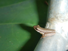Litoria bicolor