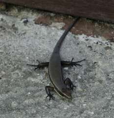 Eutropis rudis