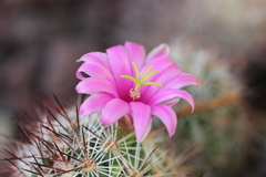Mammillaria mazatlanensis