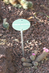Mammillaria mazatlanensis