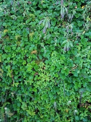 Rubus hoffmeisterianus