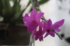 Dendrobium glomeratum