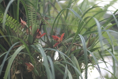 Maxillaria tenuifolia