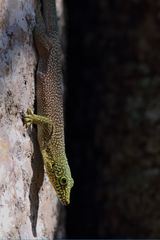 Phelsuma standingi