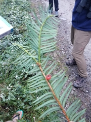 Taxus wallichiana