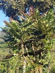 Berberis napaulensis