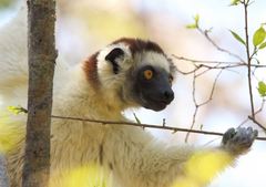 Propithecus verreauxi