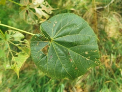 Dombeya ciliata