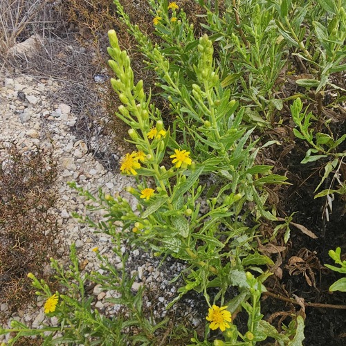 Dittrichia viscosa viscosa