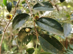 Aphloia theiformis