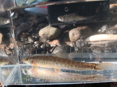 Barred Loach photo 1
