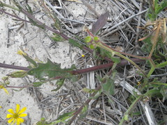 Osteospermum dentatum