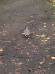 Columba palumbus