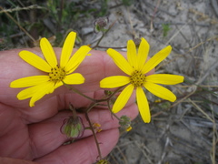 Osteospermum dentatum