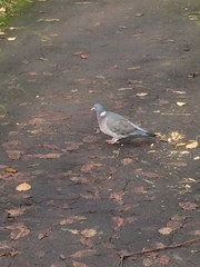 Columba palumbus