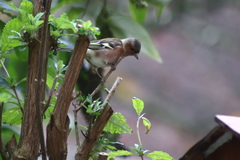 Fringilla coelebs