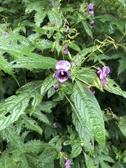 Impatiens cymbifera