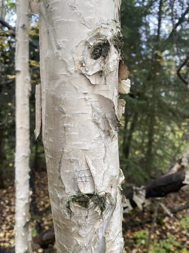 Alaska Paper Birch (Betula neoalaskana)