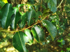 Aphloia theiformis