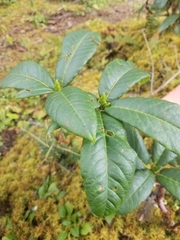 Rhododendron barbatum