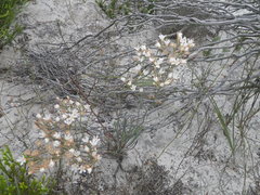 Limonium longifolium