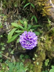 Primula glomerata