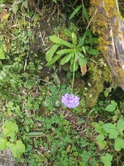Primula glomerata