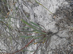 Limonium longifolium