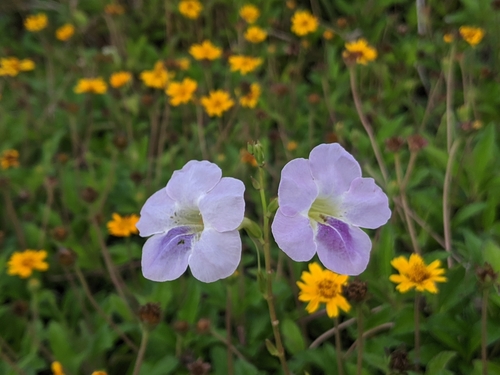 Asystasia gangetica