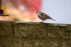 Fringilla coelebs