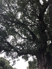Ficus religiosa