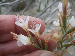 Limonium longifolium