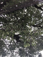 Ficus religiosa