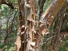 Aphloia theiformis