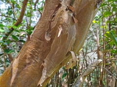 Aphloia theiformis