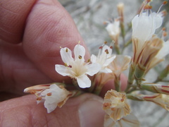 Limonium longifolium