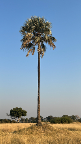 Makalani Palm (Hyphaene petersiana)