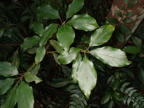 Neolitsea phanerophlebia observed 2025-09-05