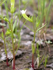 Gratiola quartermaniae