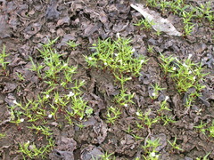 Gratiola quartermaniae