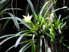 Guzmania lingulata