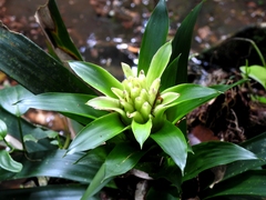 Guzmania lingulata
